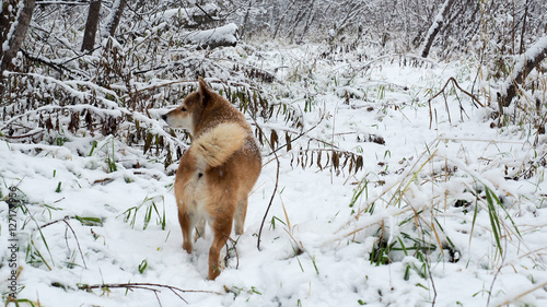 A Dog in Snow photo