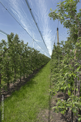 Antihailnet. Orchard. Flevopolder Netherlands. photo