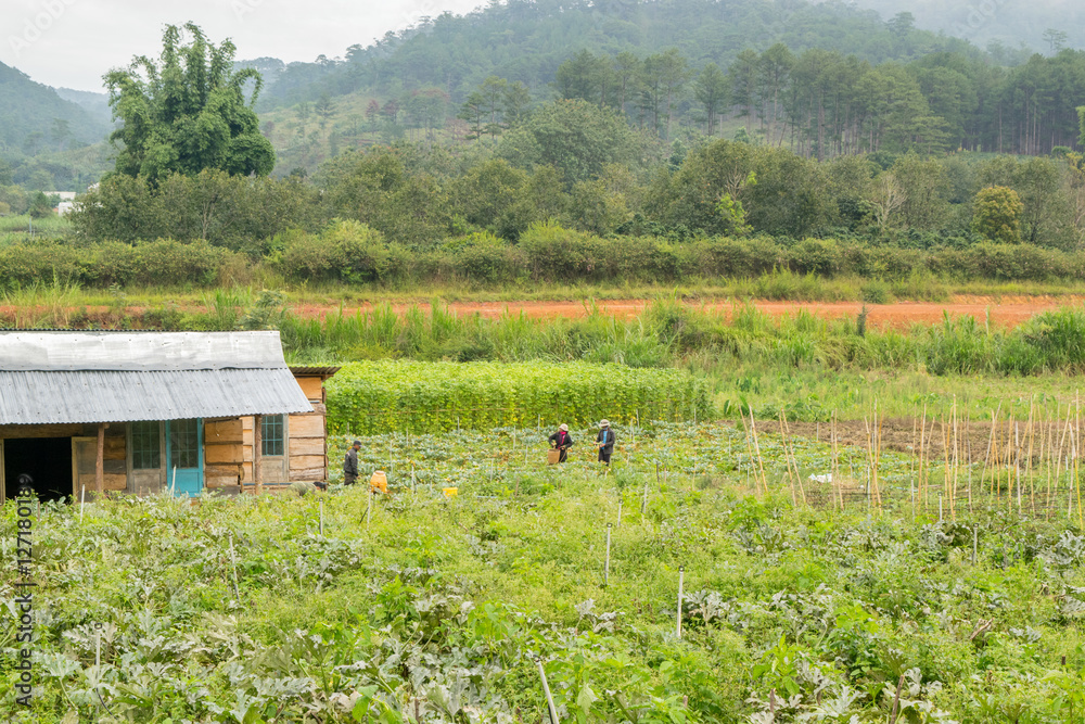 harvesting in a small mountain village in Vietnam