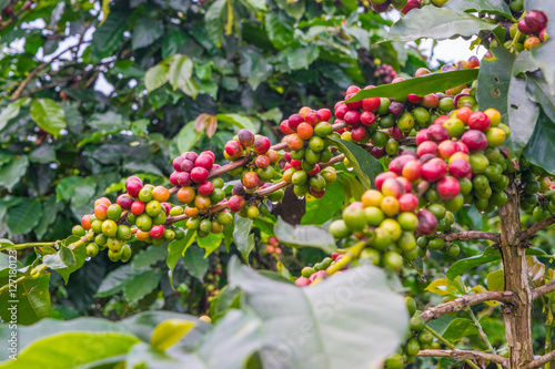 Obraz na płótnie Coffee beans at a plantation after rain in Vietnam w salonie