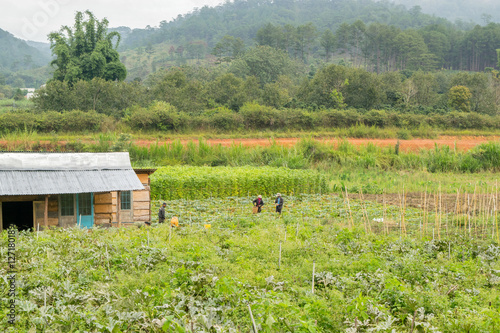 Obraz na płótnie harvesting in a small mountain village in Vietnam w salonie