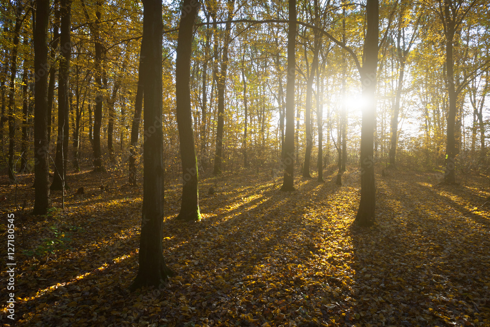 Fototapeta premium Romantic morning in forest of the beech tree. Early morning fros