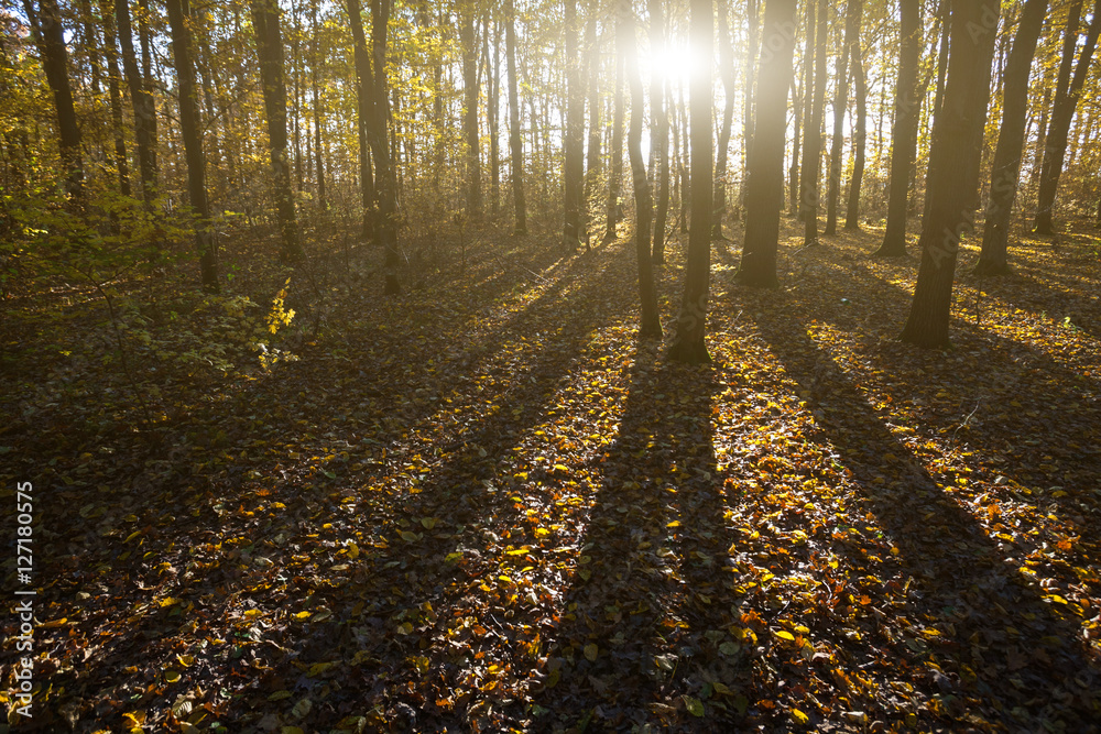 Fototapeta premium Romantic morning in forest of the beech tree. Early morning fros