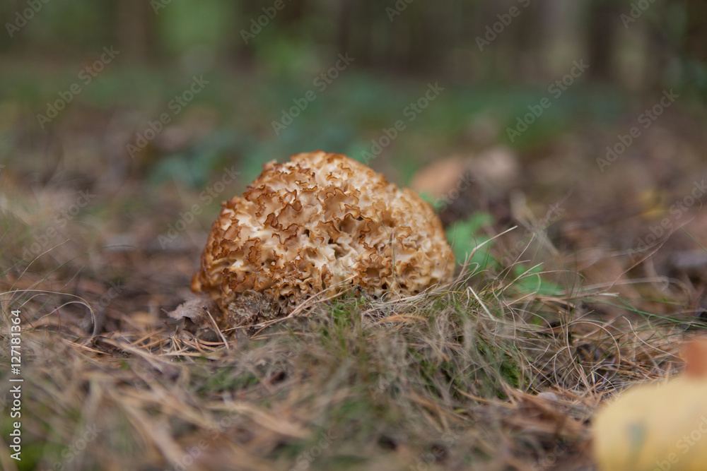 Krause Glucke Krause Glucke