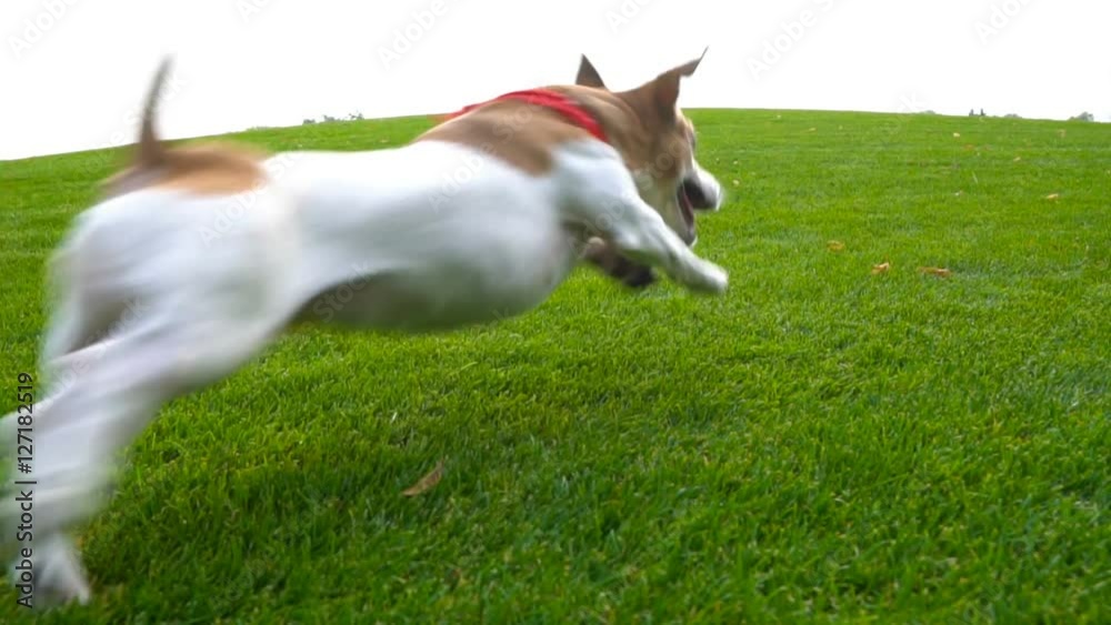 Active dog runs along the camera both sides (ways) there and back. Green grass natural background. slow motion video footage Active dog runs along the camera both sides (ways) there and back. Green grass natural background. slow motion video footage