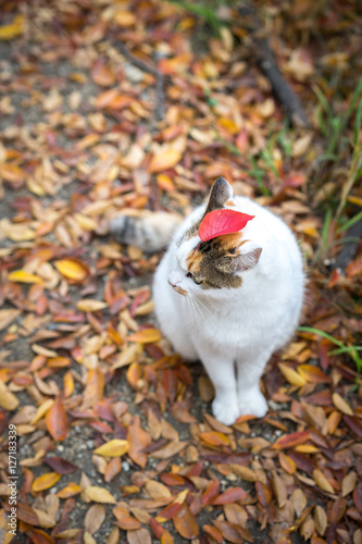秋の野良猫