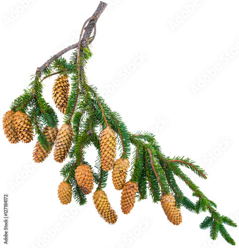 branch spurse tree with cones isolated on white background photo