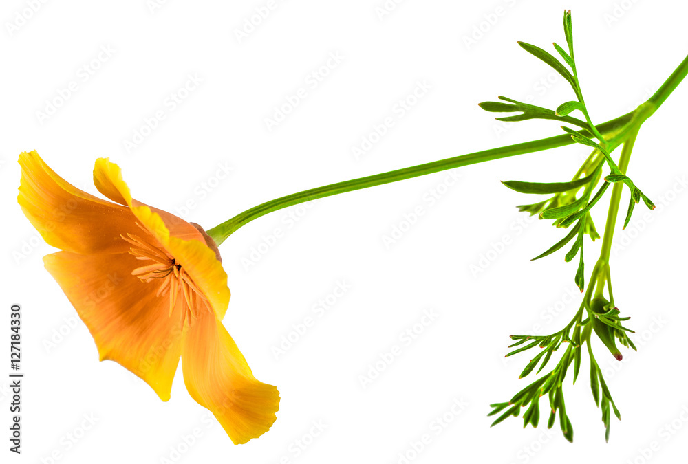 Obraz premium flower Eschscholzia californica (California poppy, golden poppy, California sunlight, cup of gold) isolated on white background shots in macro lens close-up