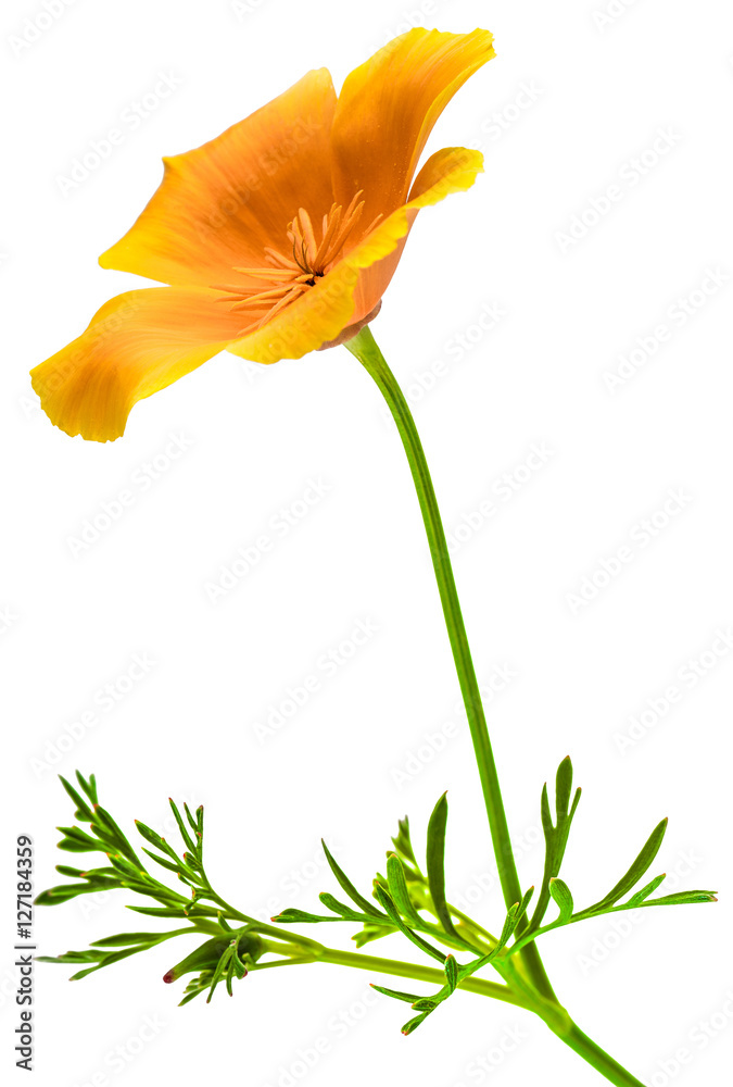 Obraz premium flower Eschscholzia californica (California poppy, golden poppy, California sunlight, cup of gold) isolated on white background shots in macro lens close-up