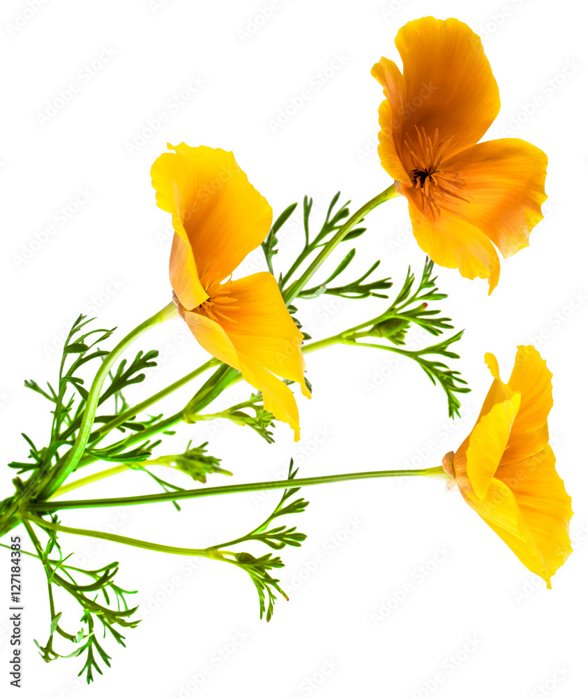 Obraz premium flower Eschscholzia californica (California poppy, golden poppy, California sunlight, cup of gold) isolated on white background shots in macro lens close-up