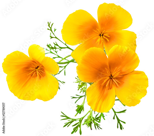 flower Eschscholzia californica (California poppy, golden poppy, California sunlight, cup of gold) isolated on white background shots in macro lens close-up