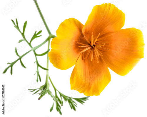 flower Eschscholzia californica  California poppy  golden poppy  California sunlight  cup of gold  isolated on white background shots in macro lens close-up