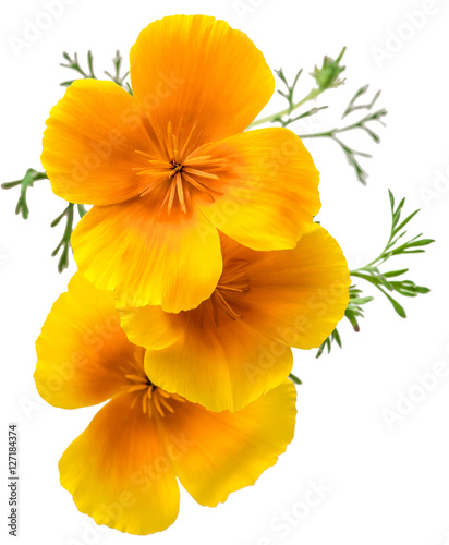 Fototapeta Naklejka Na Ścianę i Meble -  flower Eschscholzia californica (California poppy, golden poppy, California sunlight, cup of gold) isolated on white background shots in macro lens close-up