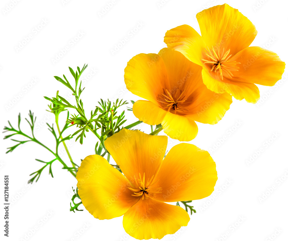 Fototapeta premium flower Eschscholzia californica (California poppy, golden poppy, California sunlight, cup of gold) isolated on white background shots in macro lens close-up
