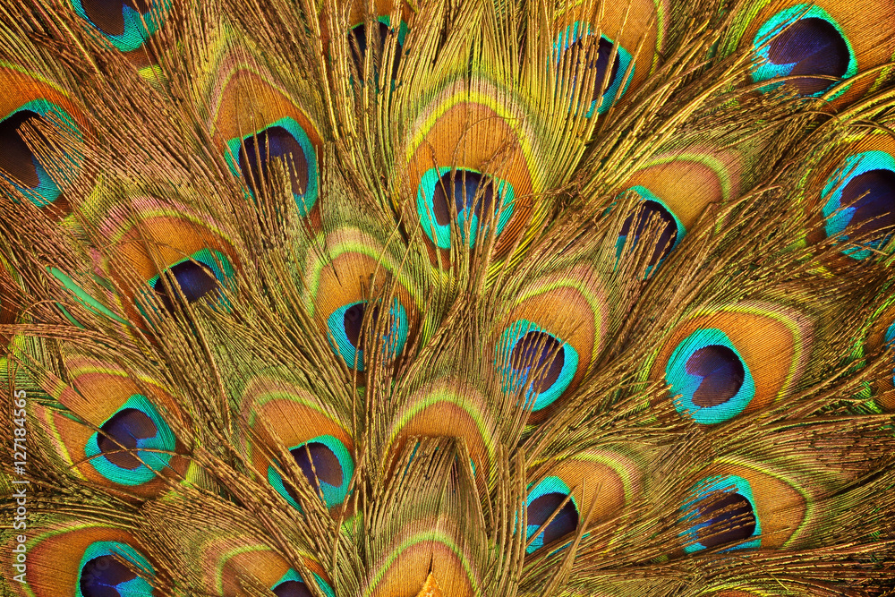 Fototapeta premium Peacock green and blue plumage in close up.