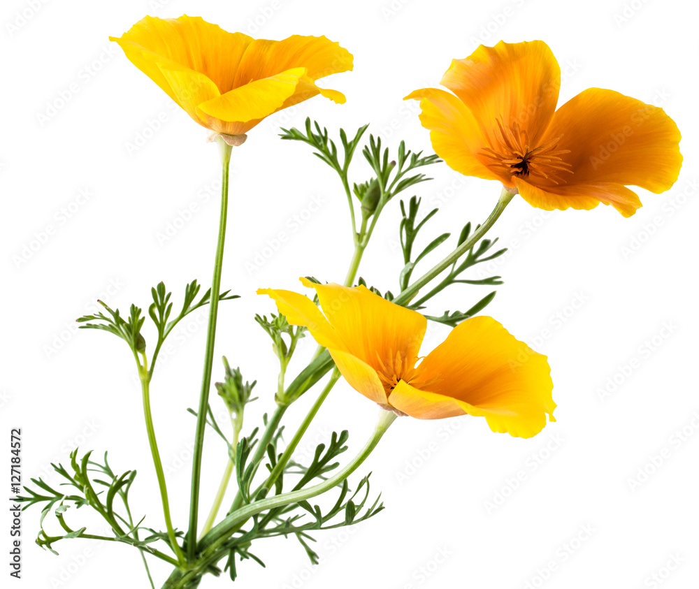 Obraz flower Eschscholzia californica (California poppy, golden poppy, California sunlight, cup of gold) isolated on white background shots in macro lens close-up