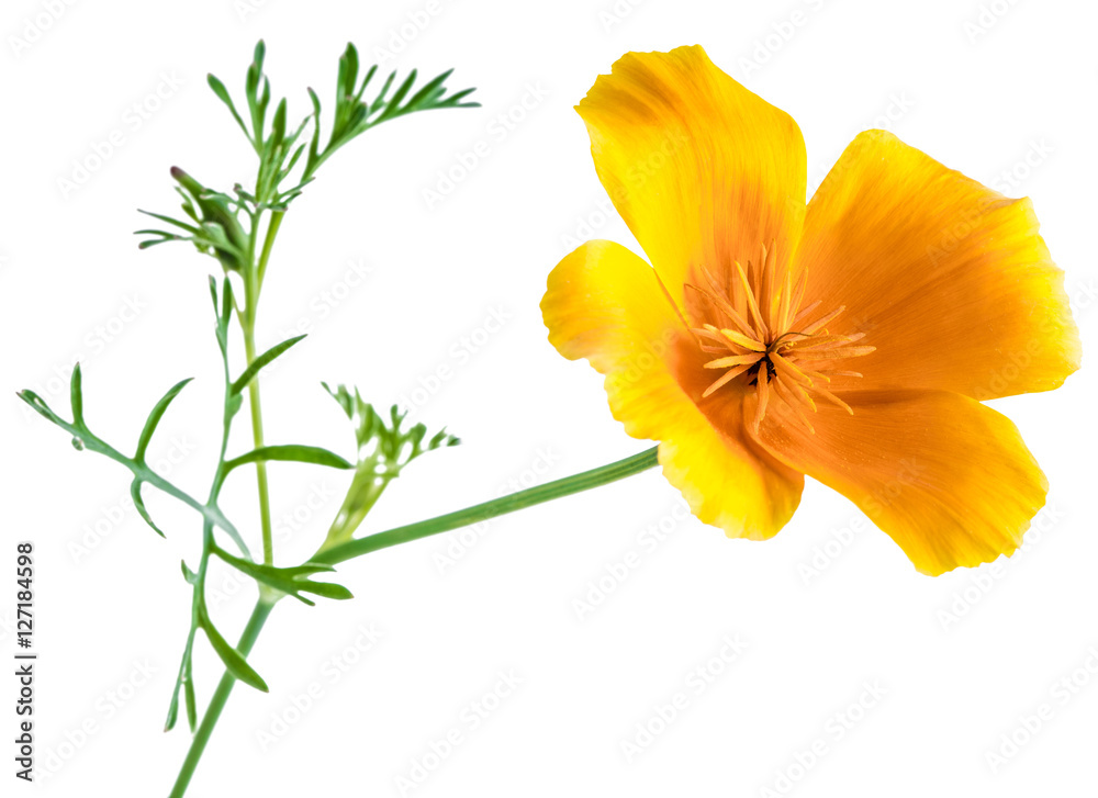 Fototapeta premium flower Eschscholzia californica (California poppy, golden poppy, California sunlight, cup of gold) isolated on white background shots in macro lens close-up