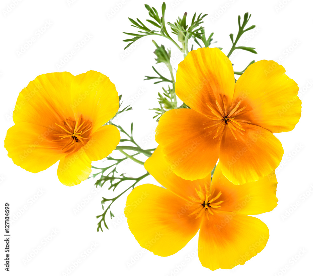 Obraz premium flower Eschscholzia californica (California poppy, golden poppy, California sunlight, cup of gold) isolated on white background shots in macro lens close-up