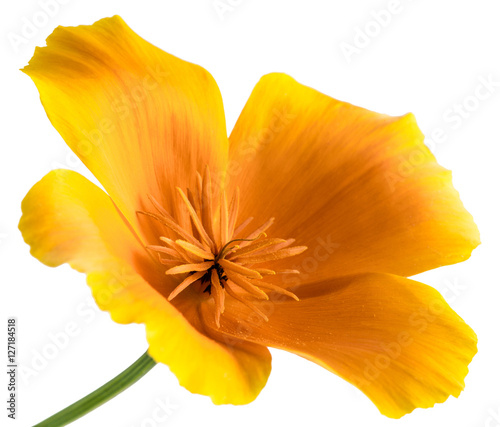 Fototapeta Naklejka Na Ścianę i Meble -  flower Eschscholzia californica (California poppy, golden poppy, California sunlight, cup of gold) isolated on white background shots in macro lens close-up