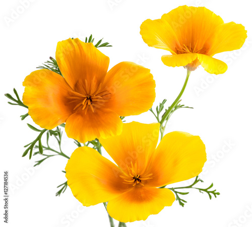 Fototapeta Naklejka Na Ścianę i Meble -  flower Eschscholzia californica (California poppy, golden poppy, California sunlight, cup of gold) isolated on white background shots in macro lens close-up