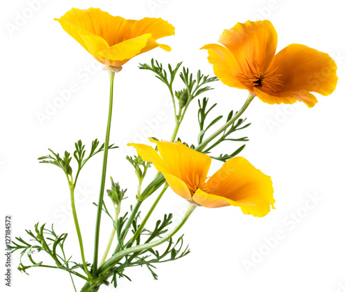 Fototapeta Naklejka Na Ścianę i Meble -  flower Eschscholzia californica (California poppy, golden poppy, California sunlight, cup of gold) isolated on white background shots in macro lens close-up