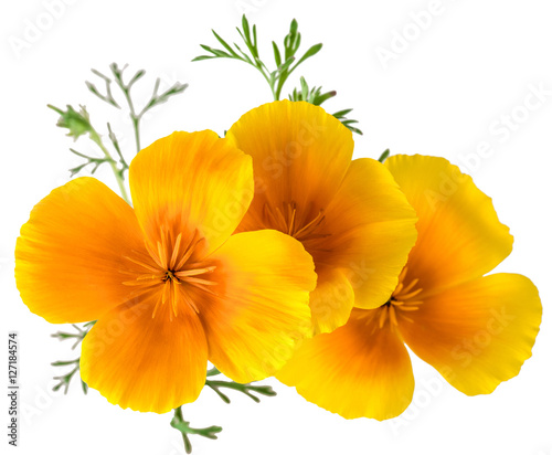 flower Eschscholzia californica (California poppy, golden poppy, California sunlight, cup of gold) isolated on white background shots in macro lens close-up
