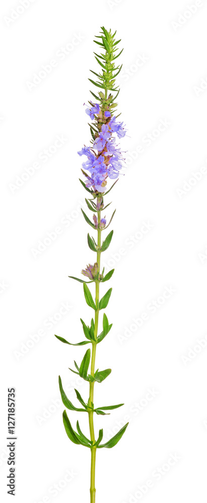 isolated lilac and green thyme blossoming branch
