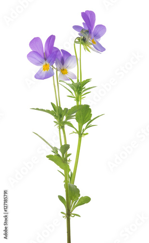 four small pansy violet blooms on stem