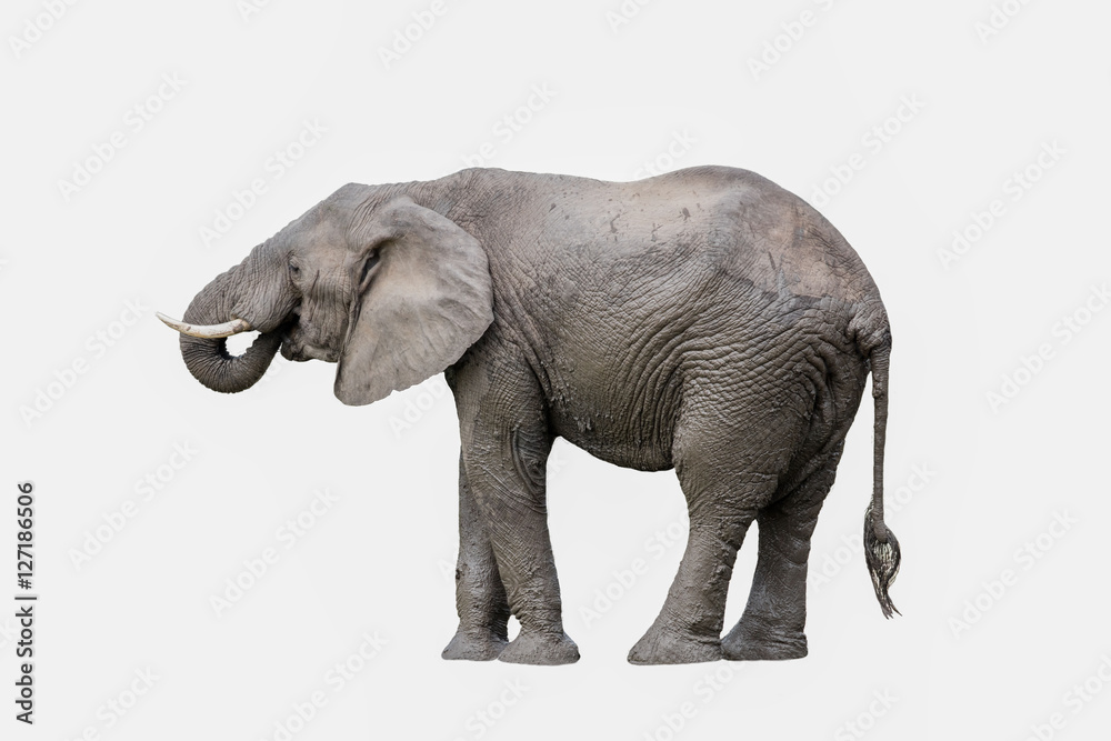 Obraz premium elephant isolated
