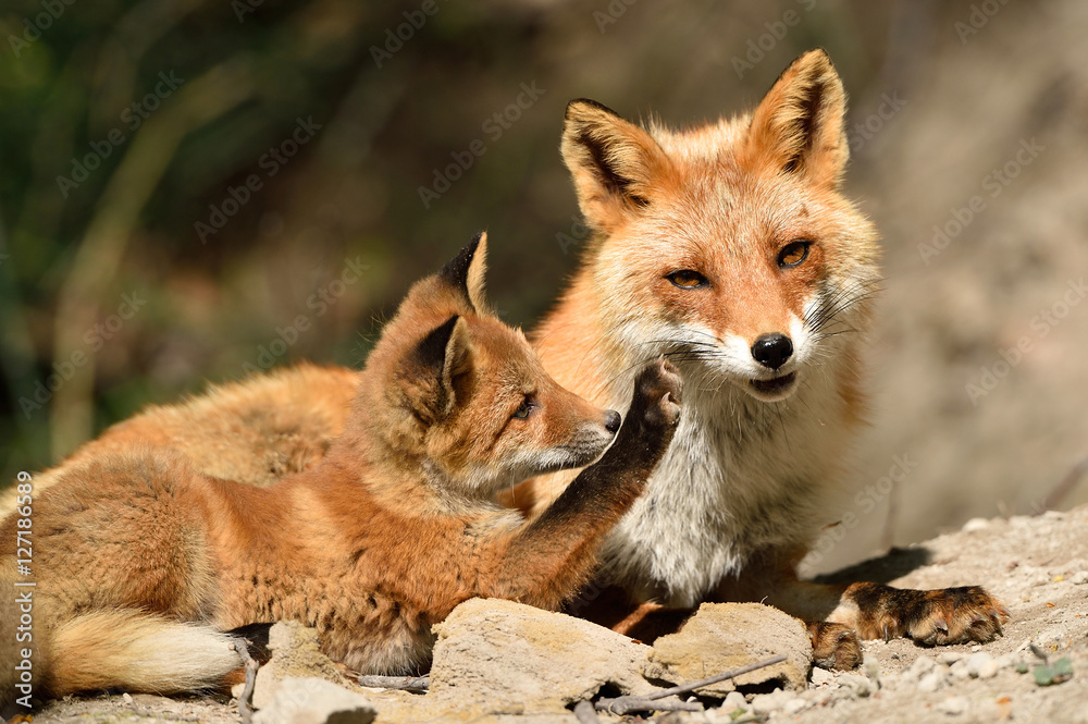 Obraz premium キタキツネの親子