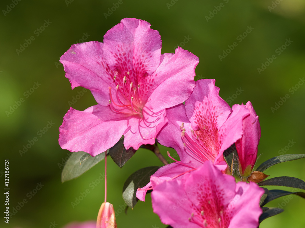 Rhododendronblüten
