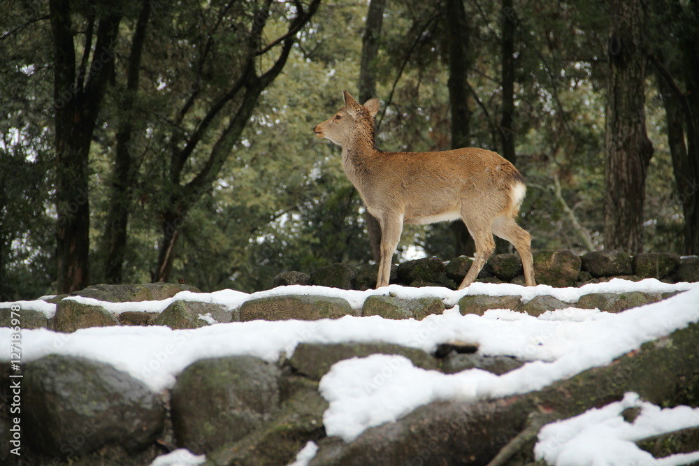 Obraz premium 奈良公園の雪景色