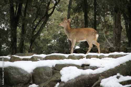 奈良公園の雪景色