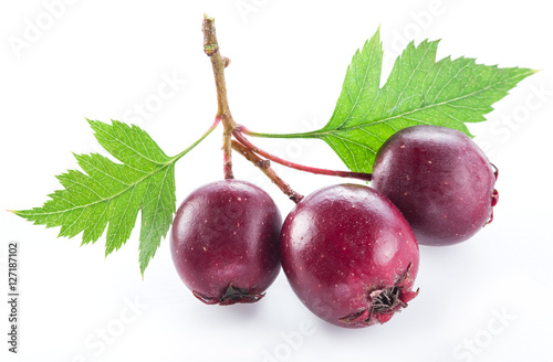 Hawthorn berries isolated on white background.