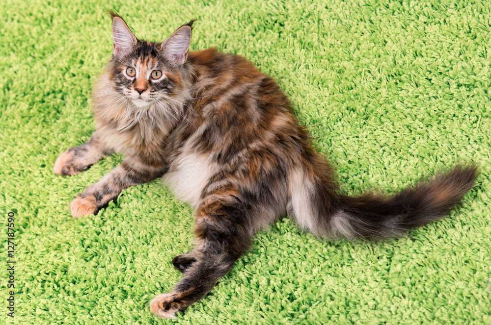 foto-de-fluffy-tortoiseshell-kitty-4-5-months-old-lying-on-a-green