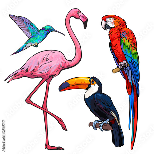 Bright and colorful exotic tropical birds - flamingo, macaw, hummingbird and toucan, set of sketch style vector illustrations isolated on white background. Set of hand drawn tropical birds