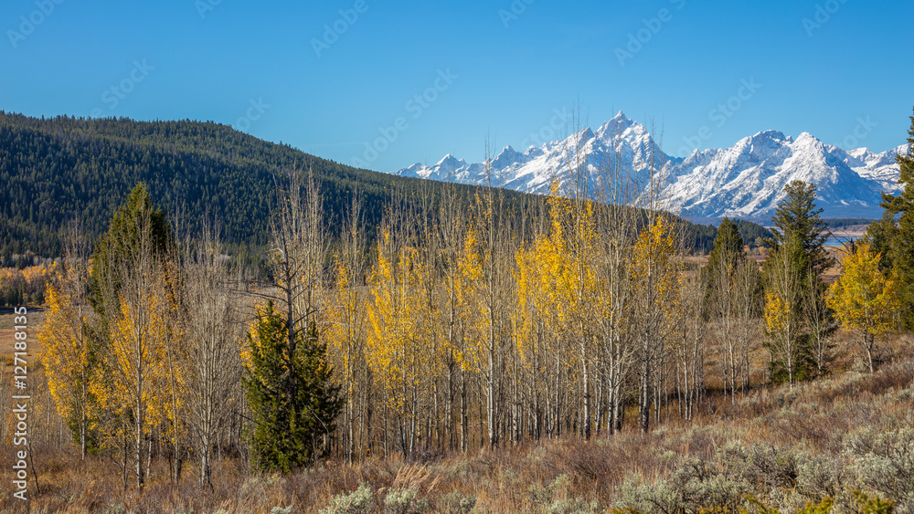 Scenic autumn mountains. Golden autumn forest. Grand Teton National Park, Wyoming, USA