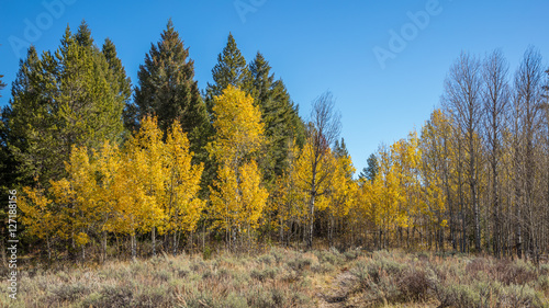 Golden autumn forest. Grand Teton National Park, Wyoming, USA