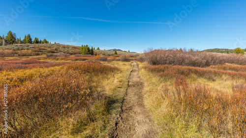 Golden autumn. Grand Teton National Park  Wyoming  USA