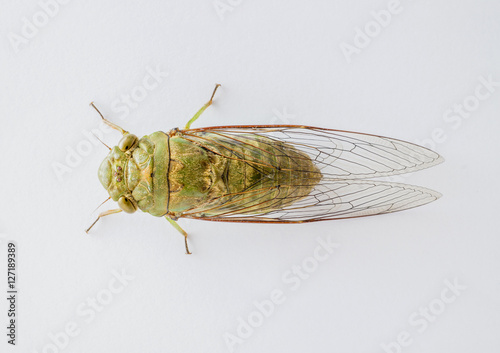 close up the cicada on White background © lamyai