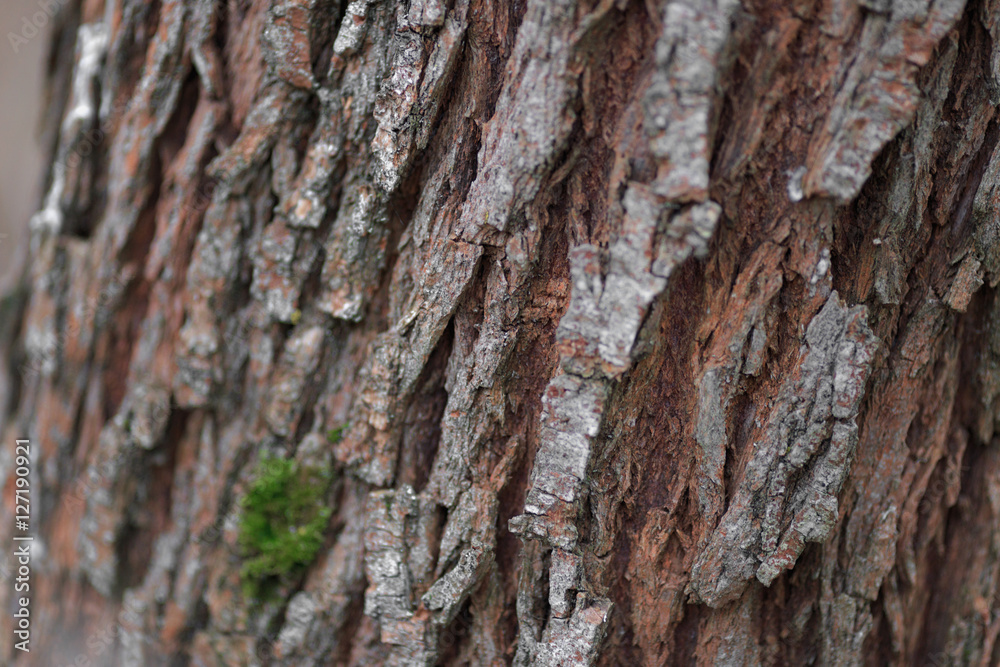 Bark texture background pattern crack old brown for design Bark texture background pattern crack old brown for design