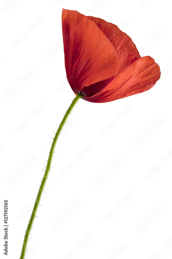 red poppy flower isolated on white background shots in macro lens close-up red poppy flower isolated on white background shots in macro lens close-up