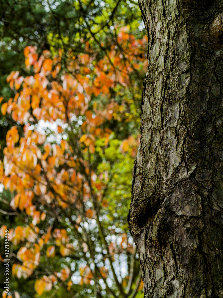 lickey hills worcestershire uk