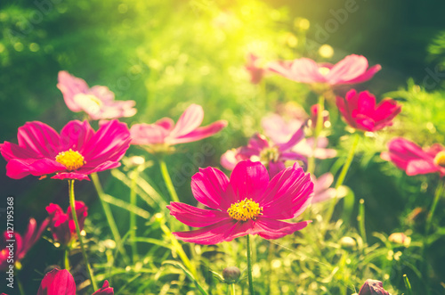 Cosmos flowers blooming in the garden © slonme
