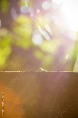 the ant are moving embryo on tree
