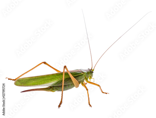 Female locust with ovipositor. Locust, grasshopper isolated on white background shot in a macro lens.