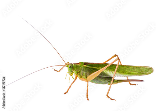 Obraz na plátně Female locust with ovipositor