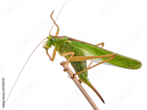 Female locust with ovipositor. Locust, grasshopper isolated on white background shot in a macro lens.