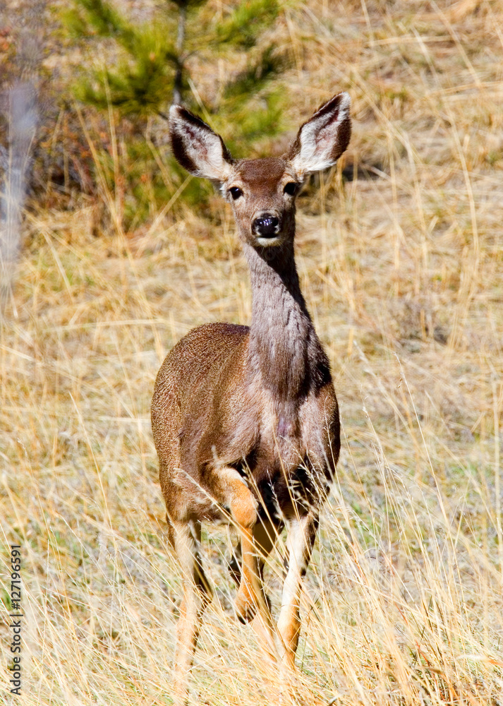 Mule Deer in the Pike National Forest of Colorado Mule Deer in the Pike National Forest of Colorado