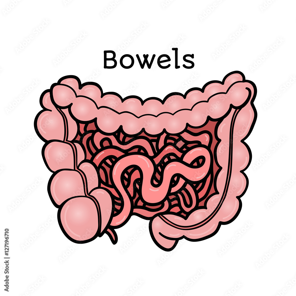 Human bowels, intestines, anatomical vector illustration isolated on white background. Healthy human guts, bowels, intestins, abdominal organs, anatomical illustration, physiology, healthcare Human bowels, intestines, anatomical vector illustration isolated on white background. Healthy human guts, bowels, intestins, abdominal organs, anatomical illustration, physiology, healthcare